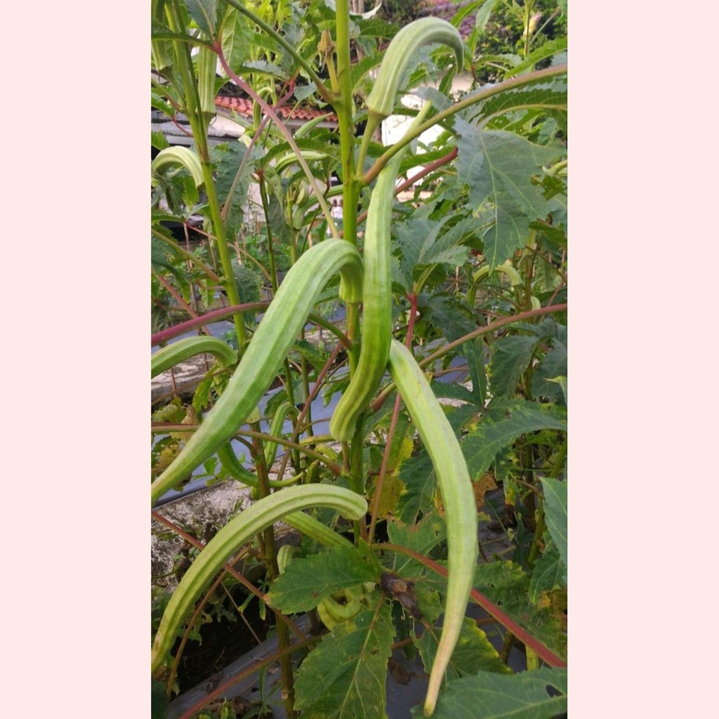 Bibit Benih Biji Sayur Okra Hijau Panjang - Benih Sayur Okra Hijau Panjang - Okra Hijau Panjang -COD