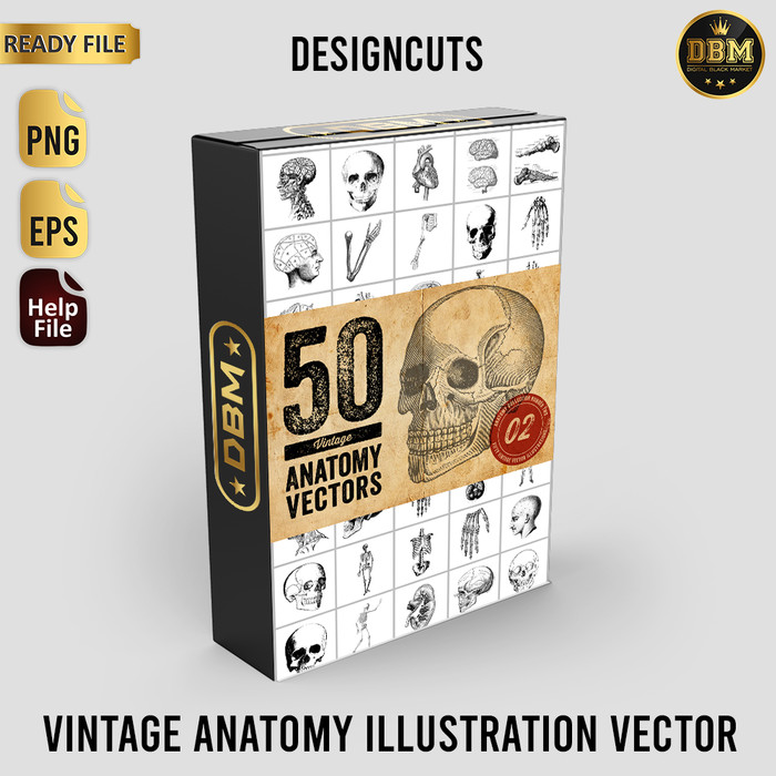 Vintage Anatomy Illustration Vector