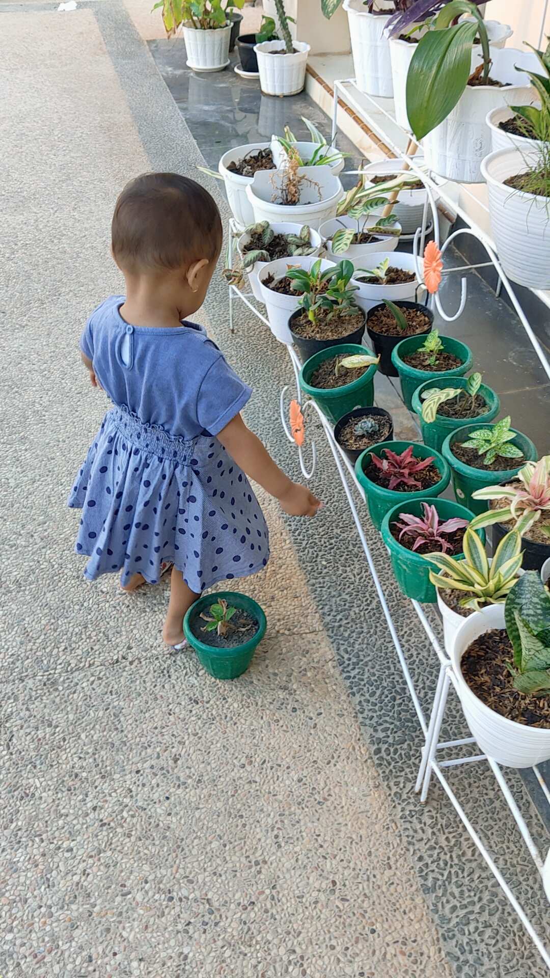 Tanaman Indoor Sensivera Moonshine - Tanaman Hias Sensivera Moonshine