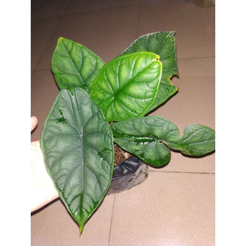 alocasia dragon scale
