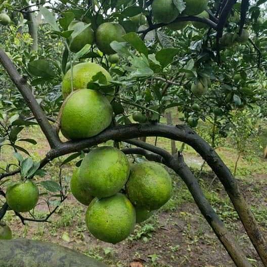 BIBIT JERUK BABY TERLARIS