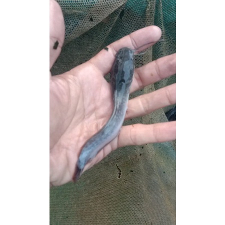 bibit ikan lele ukuran 8 9 cm