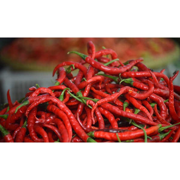 

Cabe Keriting Merah Sayur 100 Gr