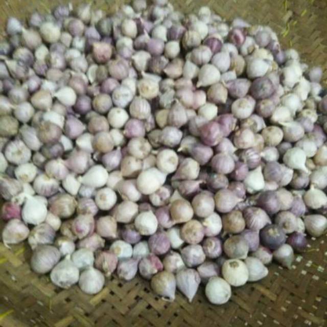 

Bawang import 500 gram tidak kempos