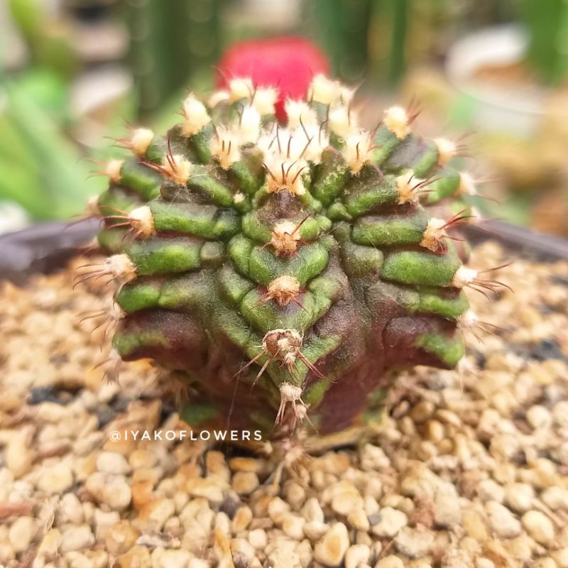 KAKTUS GYMNOCALYCIUM MIHANOVICHII T-REX | IYAKO FLOWERS