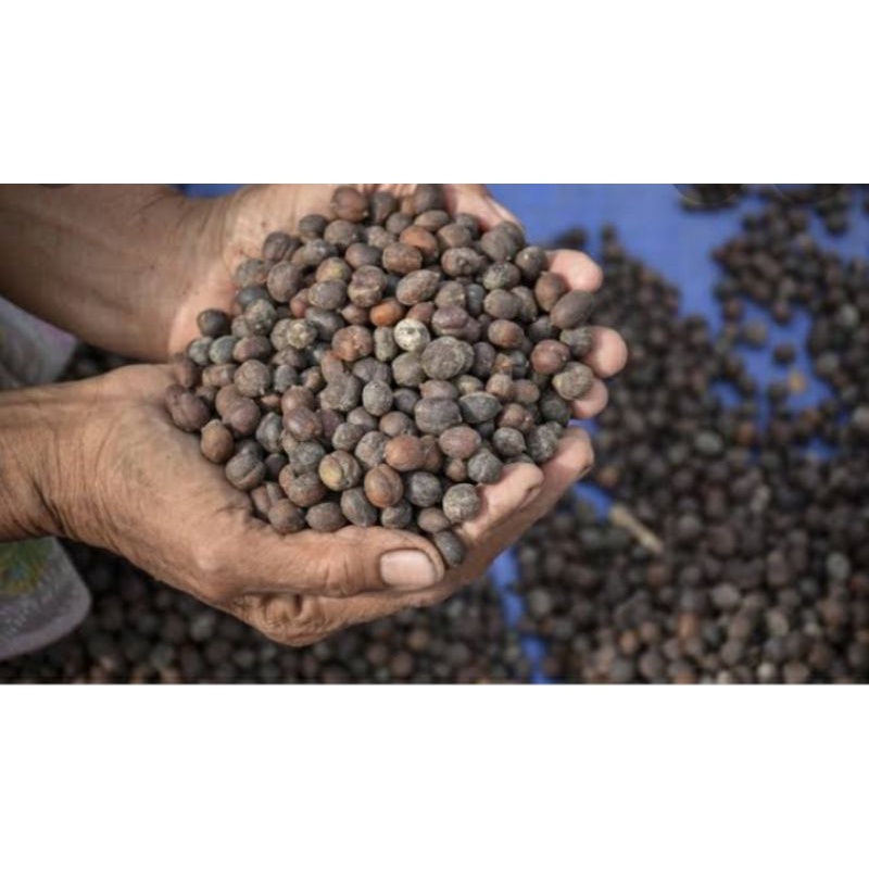 

Kopi Kering Baru Panen
