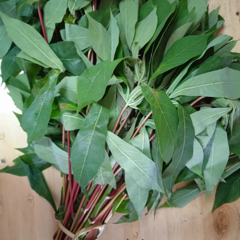 

daun singkong 1 ikat.