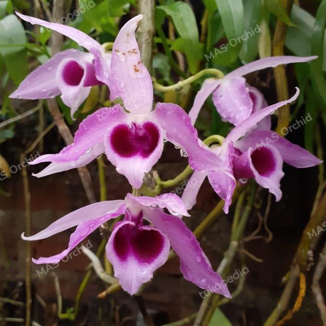 ```````] Keiki Anggrek Dendrobium anosmum "Papua"