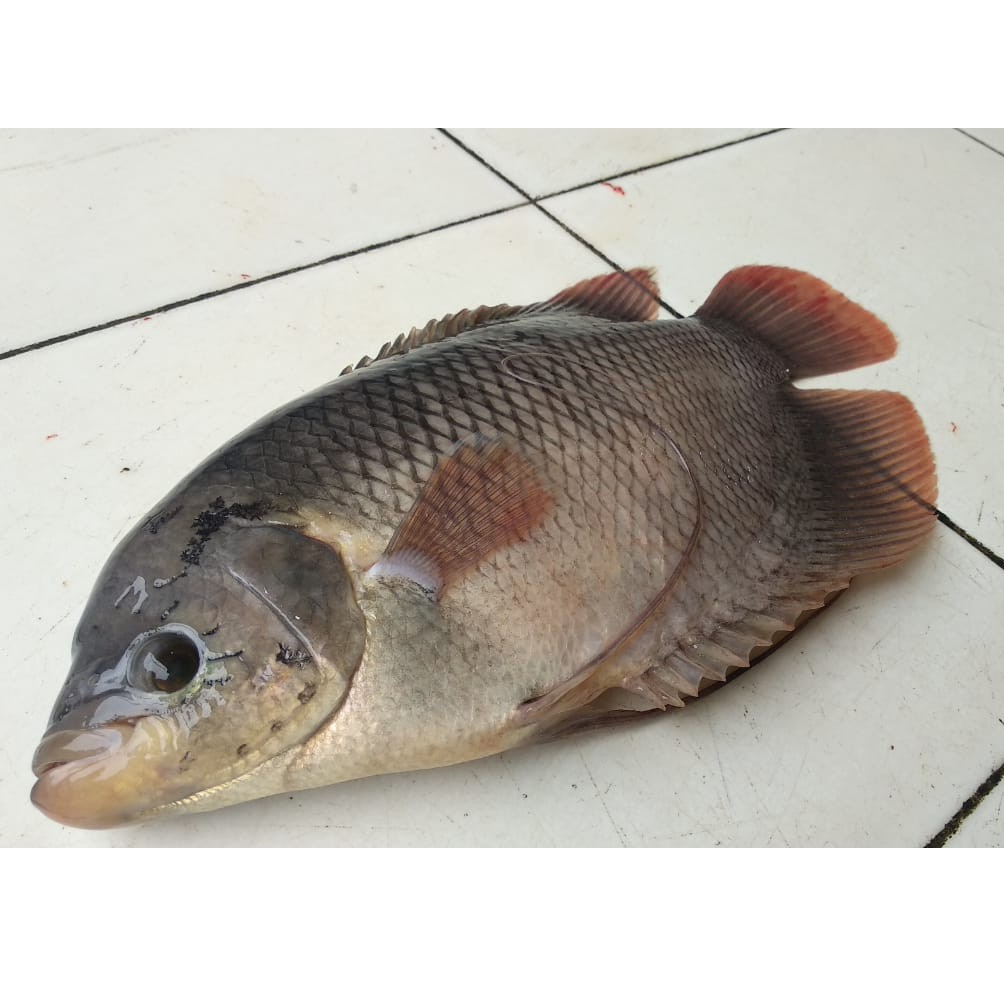  IKAN  GURAME GURAMI  SEGAR 500 1000 Gram Ada Es Batu Boleh 