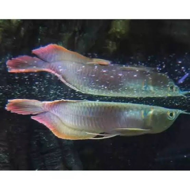 ikan arwana silver hidup ukuran sedang