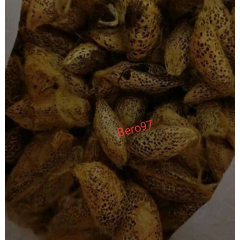 kepongpong alpukat entung umpan gacor per 20 ekor bonus 5