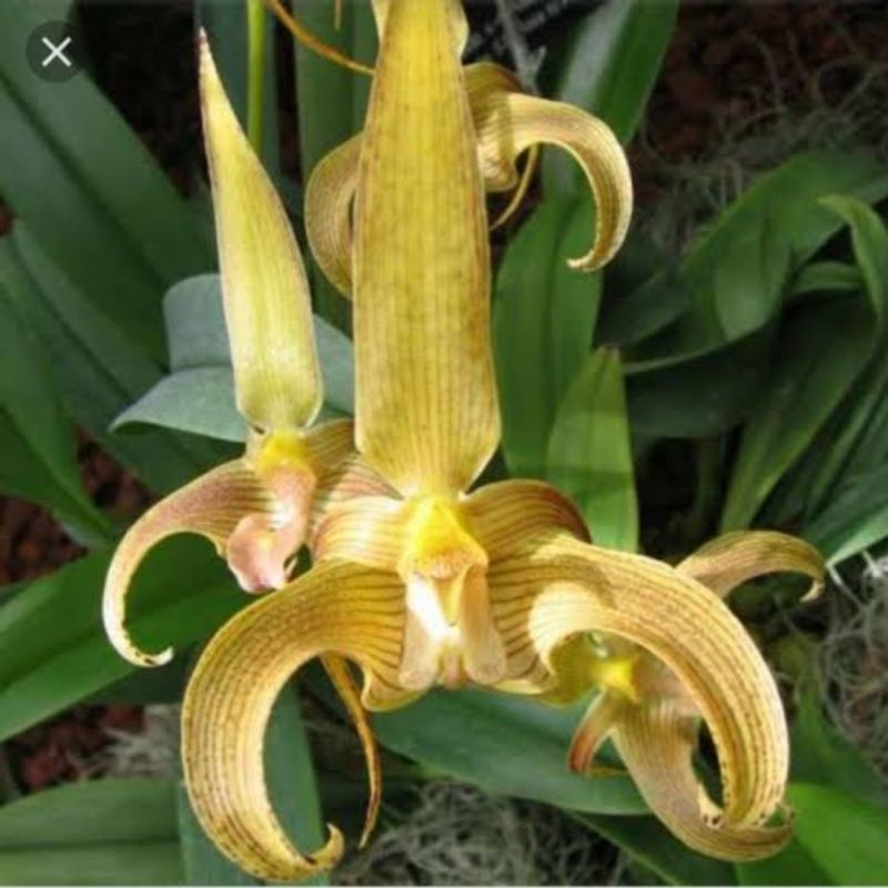 Anggrek bulbophyllum lobii