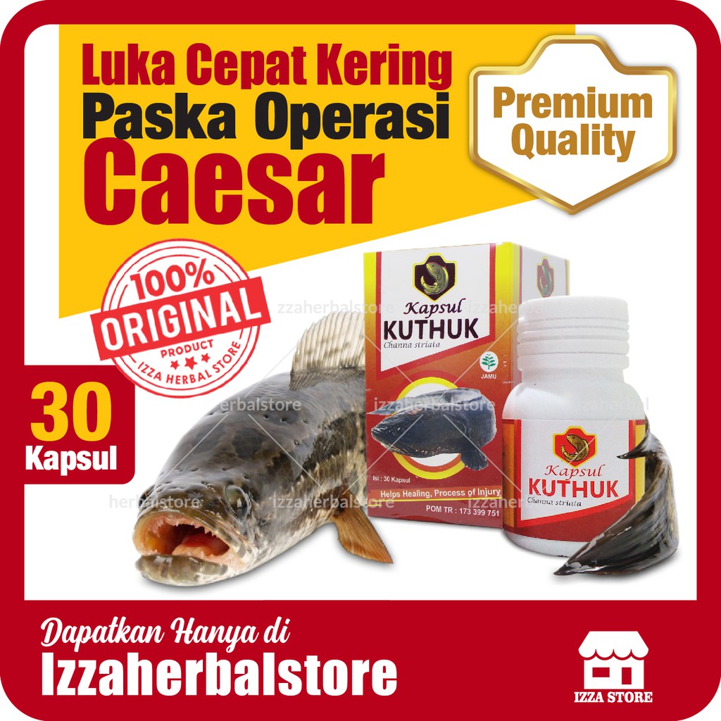 KUTHUK 30 Kapsul Ikan KUTUK PREMIUM Albumin Ikan Gabus Original Izin BPOM Obat Herbal Pengering Luka