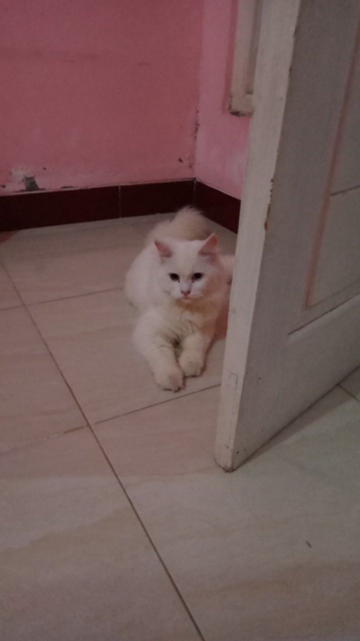 [gridline - Regular1] Kemeja Batik Pria Katun Lengan Pendek Regular R021 R022 R023 R024 R025 R026