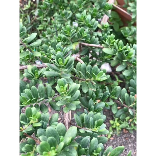 biji santigi MAWAR SUPER