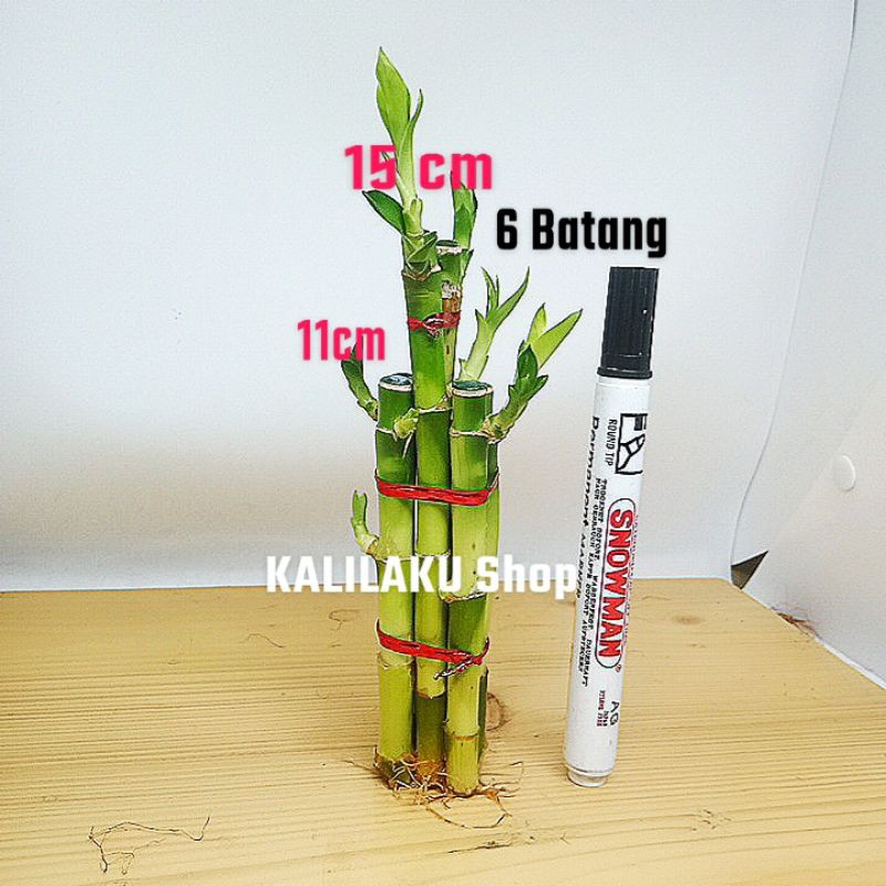 Bambu Hoki mini untuk hiasan-aquascape-hiasan aquarium-vas-souvenir-bibit tanaman-cupang