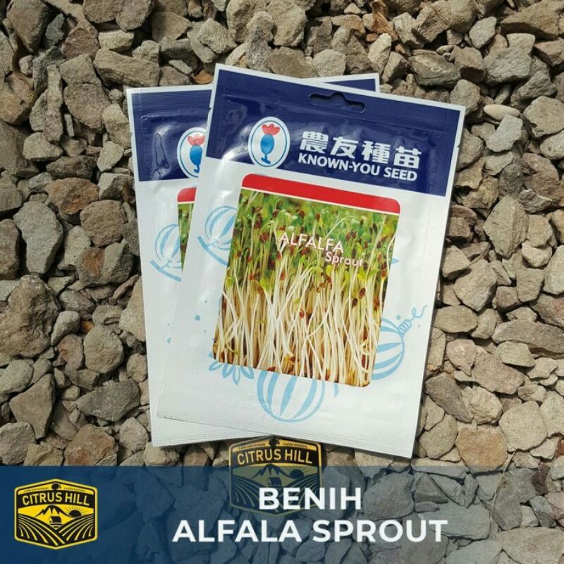 Benih Alfala Sprout Known You Seed
