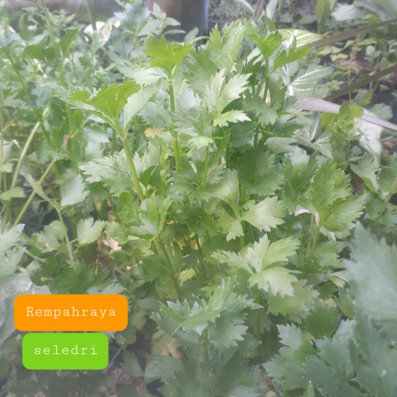 

bibit tanaman seledr organiki ( 2 bibit tanaman rimbun)
