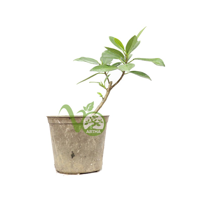 Bibit Bonsai Ficus Dolar Lonjong