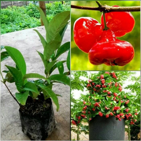 Bibit Jambu Air Kancing Ceplik Merah
