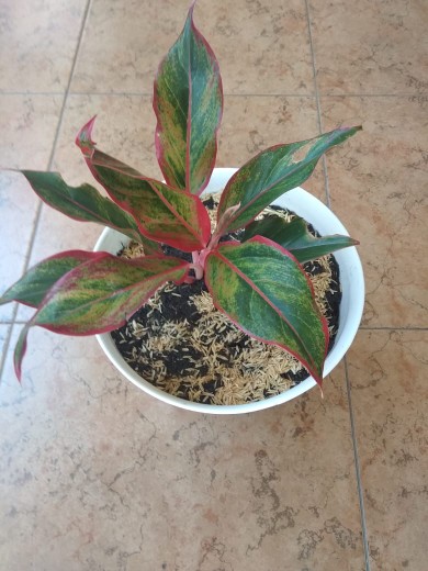 Tanaman Aglonema Lipstik |tanaman Hias Aglonema