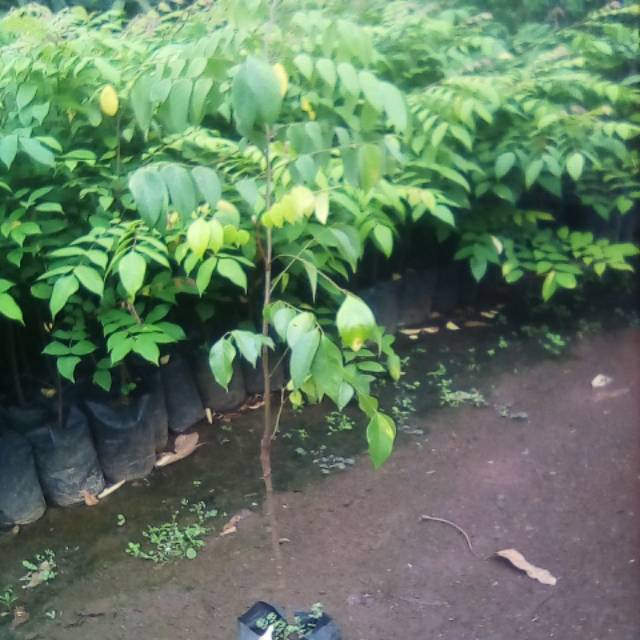 BIBIT BELIMBING MADU 1 METER SUDAH BERBUAH