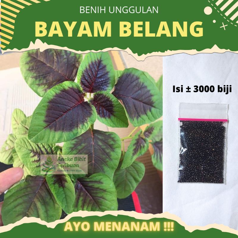 ±3000 biji - Benih bayam belang panen 25 harian , benih bayam loreng benih bayam batik