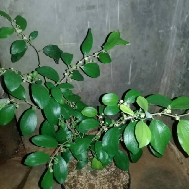 Tanaman pohon apel putsa/bibit bidara cina