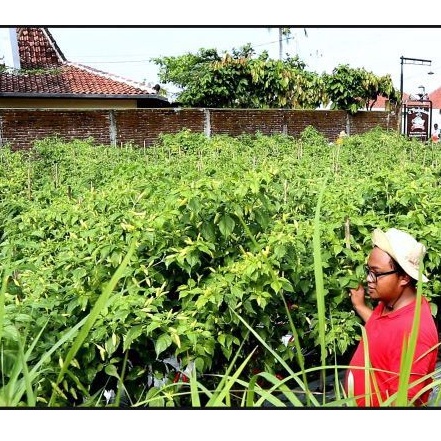 Benih Cabai Rawit Unggul Terbaru KALIBER WIJITANI 10 Gram - Cabe Rawit Merah - Cabai rawit-3