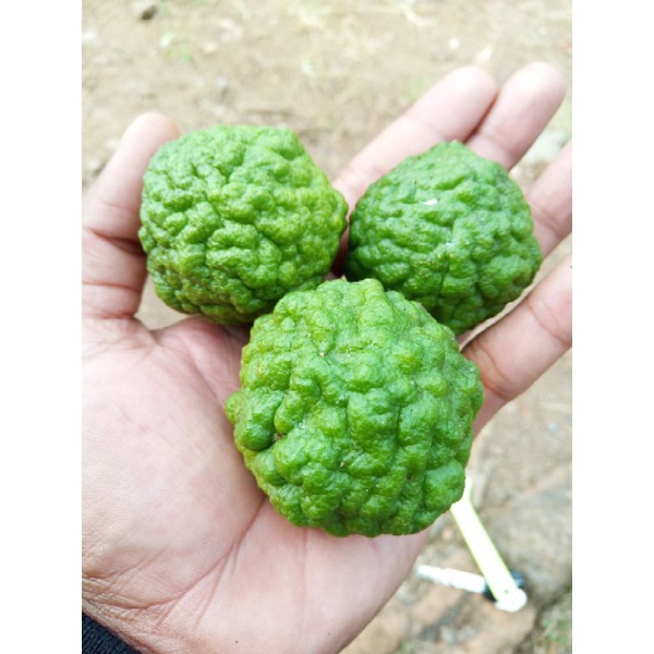 

jeruk purut 1kg