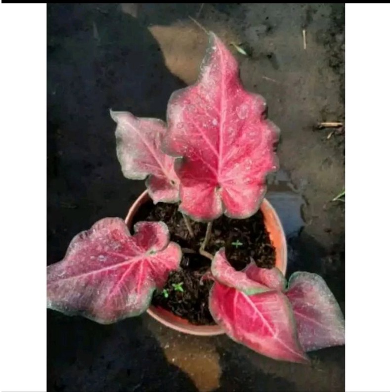 Umbi Caladium pink Ramla - keladi hias pink