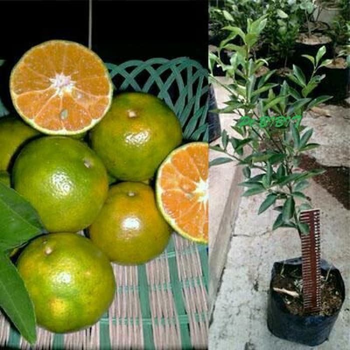 Tanaman Jeruk Keprok Siam