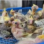 burung falk/parkit australi anakan nyuapin