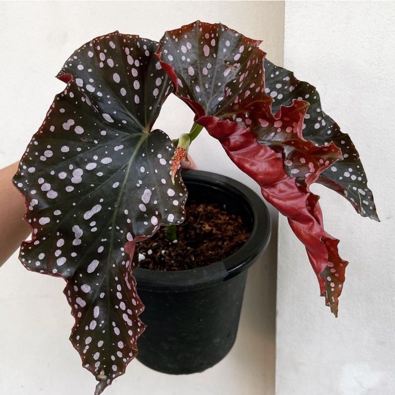 Tanaman Hias Begonia Moka Begonia Cracklin Rosie Shopee Indonesia