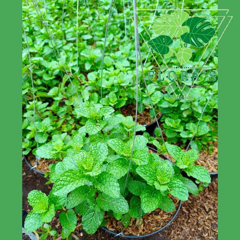 

Daun Mint
