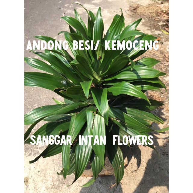 Tanaman Hias Andong Besi Kemoceng Shopee Indonesia