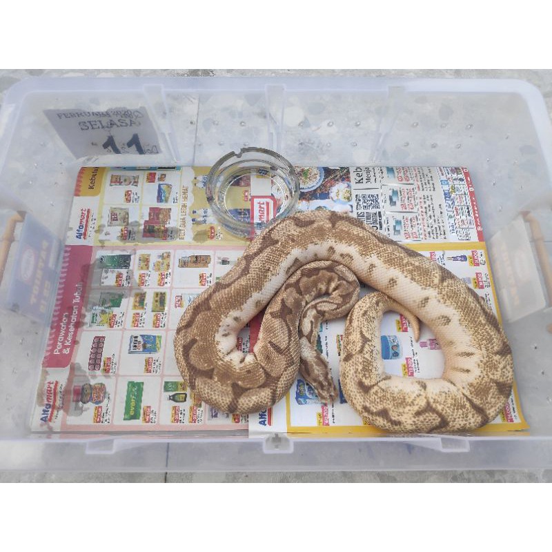 queen bee ballpython