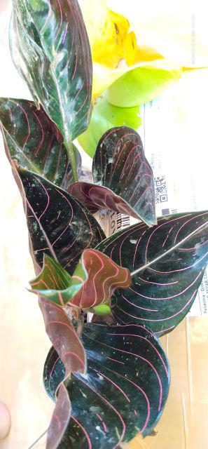 Promo Aglaonema Rotundum Aceh Asli - Aglonema