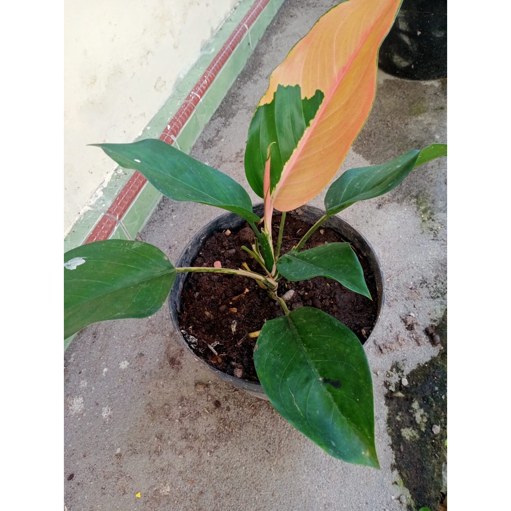 Aglaonema kochin