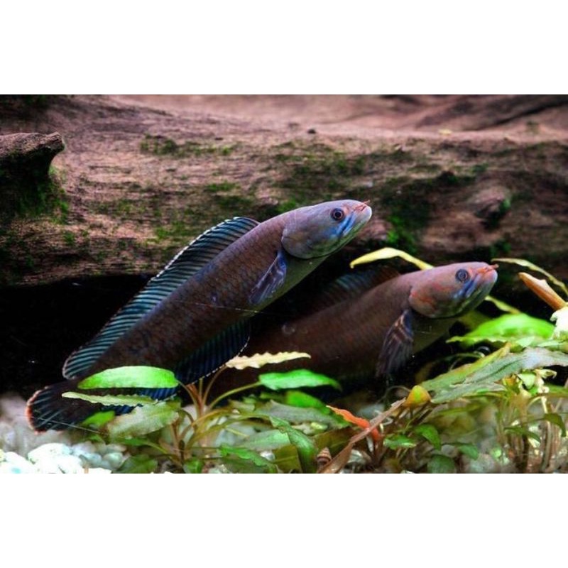 Channa Andrao CB full pelet 5- 6cm Grade A+