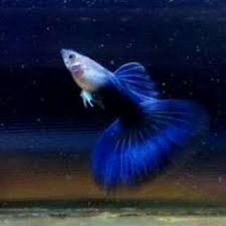 Ikan Guppy Black Moscow Isi 10 Ekor Shopee Indonesia
