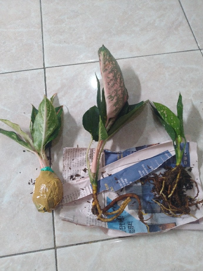 Aglonema Buterfly Induk