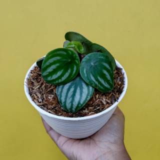 Bibit Tanaman hias peperomia watermelon Shopee Indonesia Bibit Tanaman hias peperomia watermelon Shopee Indonesia