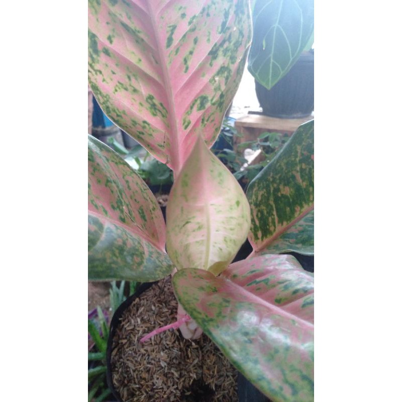 bunga aglonema big Roy