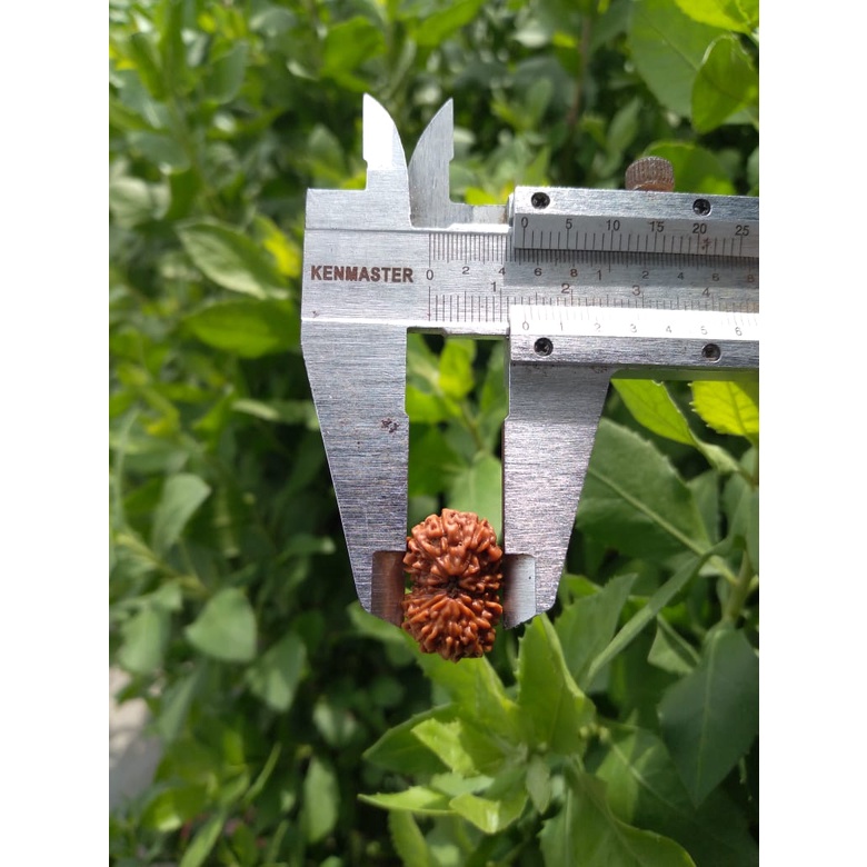 jenitri Mukhi 14 Genitri