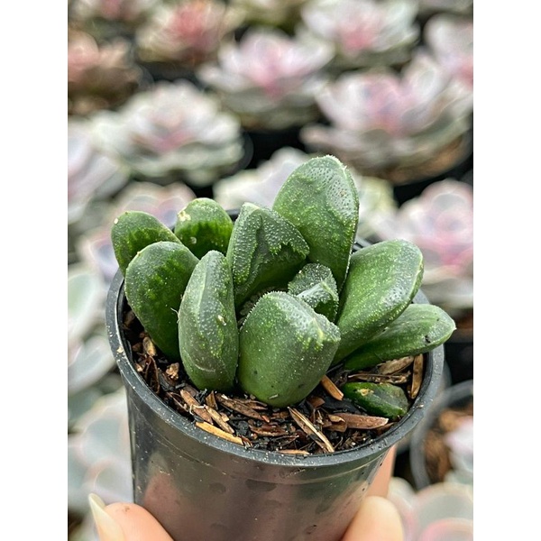 Haworthia Attenuata Truncata Tesselata Glabrata Limifolia Bebas Pilih