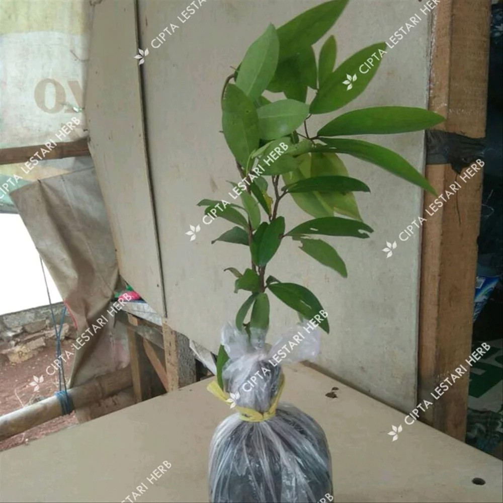 Bibit Namnam Pohon Namnam Buah namnam Bibit Buah namnam Bibit Nam-Nam Namute Puti Ajeng Arepa