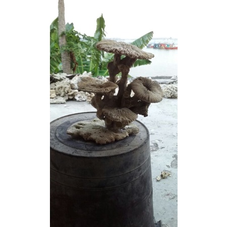 Batu karang laut rangkai payung full aquarium ukuran besar