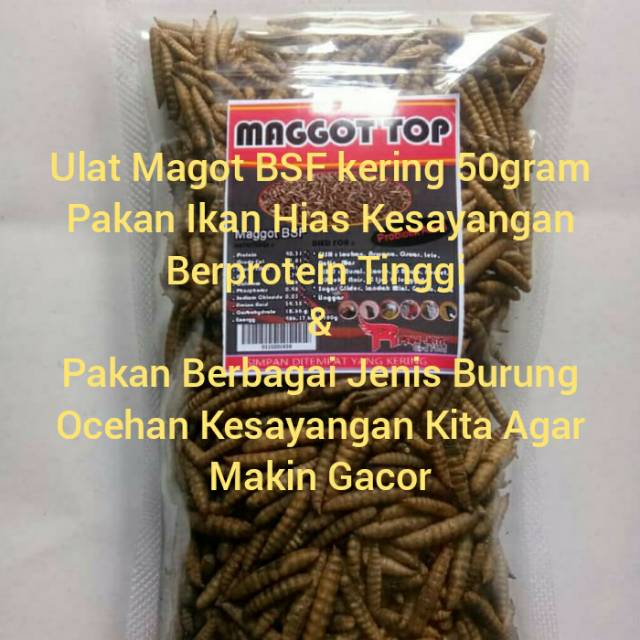 Ulat Magot BSF kering Pakan Ikan Hias dan Burung Ocehan
