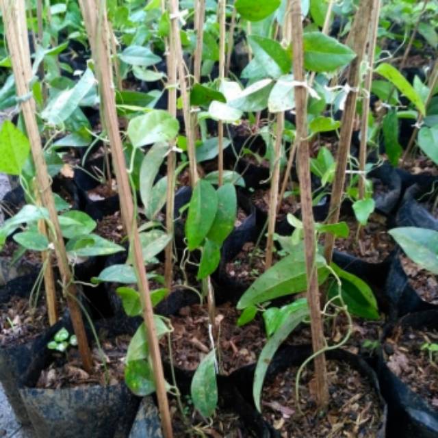 COD Bibit tanaman cincau jelly hijau rambat pohon cingcau